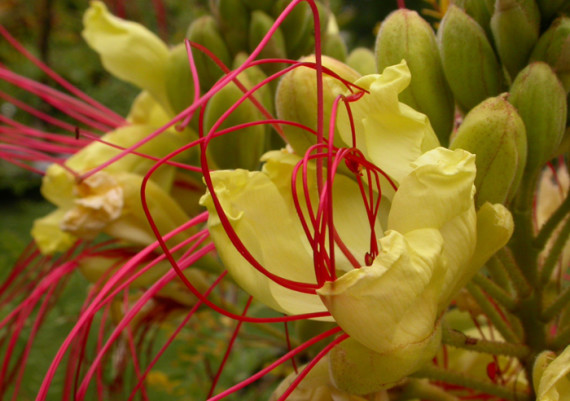 Poinciana gillesi