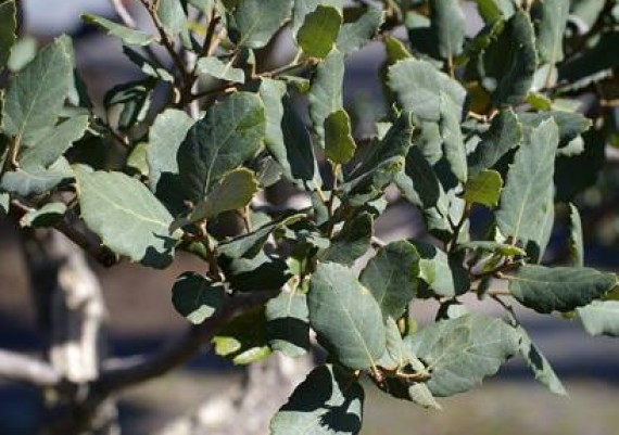 Quercus suber